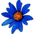 blueflower